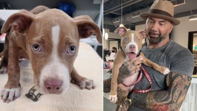 Dave Bautista - Marvel actor Dave Bautista adopts neglected puppy from Tampa shelter - fox29.com - state Florida - county Bay - city Tampa, state Florida