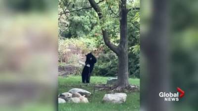 Curious black bear captured playing on Port Coquitlam swing - globalnews.ca