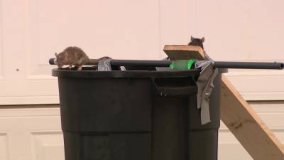 Arizona neighborhood dealing with rat infestation after woman was found dead inside home with hoarding issue - fox29.com - state Arizona - county Peoria