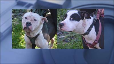 Dogs maul intruder found dead by Coweta homeowner, investigators say - fox29.com - city Atlanta - state Georgia - county Fulton - county Coweta