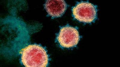 Exposure to common cold coronavirus boosts immune response against SARS-CoV-2 - livemint.com - India - city Berlin