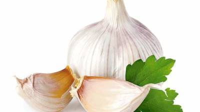 Indian scientists studying garlic extracts for potential covid treatment - livemint.com - city New Delhi - India