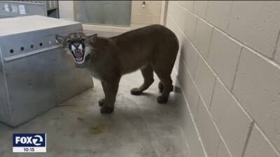 CAUGHT ON VIDEO: Neighborhood awoken by deadly fight between mountain lions - fox29.com