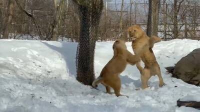 Video: Young lions frolic in their 1st ‘big’ snowfall - fox29.com - state New York - state Pennsylvania - state Ohio