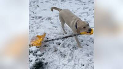 North Carolina dog ‘shovels snow’ after winter storm - fox29.com - Los Angeles - state North Carolina - state Virginia - Georgia - Raleigh, state North Carolina