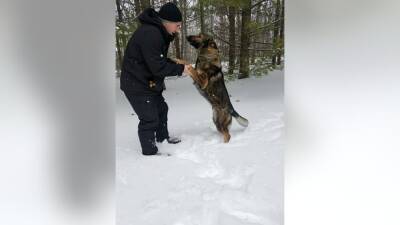 Police dog rescues Pa. man who got lost in frigid woods - fox29.com - state Pennsylvania - state Michigan - county Roscommon