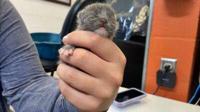 Tiny kitten in Sarasota, Florida, is a Hurricane Ian survivor as shelter misses worst of storm - fox29.com - state Florida - state Virginia - county Sarasota