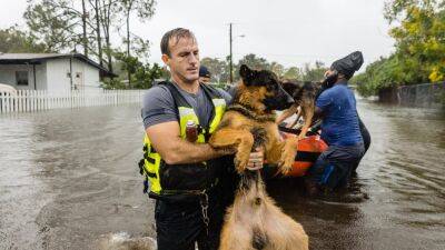 'Pets are family. Period': Photos show Florida animals rescued from Hurricane Ian floodwaters - fox29.com - state Florida - county Orange - county Volusia