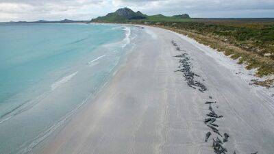 477 whales die in 'heartbreaking' mass strandings on New Zealand islands - fox29.com - Australia - New Zealand - city Wellington, New Zealand