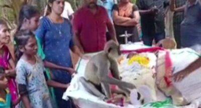 Monkey weeps at the funeral of the man who fed him - newsfirst.lk - Sri Lanka