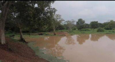 Centuries old trees at risk of being cut down - newsfirst.lk - Sri Lanka