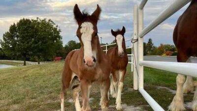 Budweiser welcomes the birth of 2 new Clydesdale foals - fox29.com - state Missouri