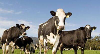 Fraud in importing Aussie heifers to Sri Lanka - newsfirst.lk - Usa - Sri Lanka - Australia - Netherlands
