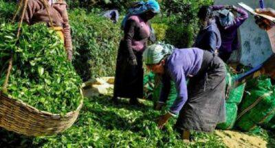 Tea cultivators in crisis due to fertilizer shortage - newsfirst.lk - Sri Lanka