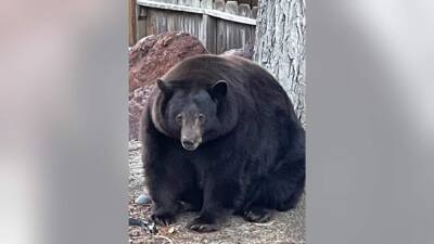 Lake Tahoe - 'Hank the Tank’: 500-pound black bear ransacks Lake Tahoe homes, evades authorities - fox29.com - New York - state California