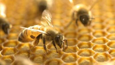 Hive thefts rise as beekeepers aid California's most valuable crop - fox29.com - Usa - state California - state Pennsylvania - county Yolo