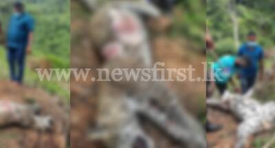 1st leopard death for 2022; Carcass found inside tea estate & investigations underway - newsfirst.lk - Sri Lanka - county Norton