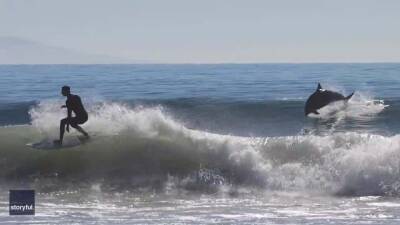 Watch: Dolphins ride waves alongside surfers off California coast - fox29.com - Los Angeles - state California