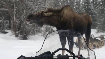 'Never felt so helpless': Moose attacks Iditarod sled dog team for nearly an hour - fox29.com - state Alaska - Poland - city Fairbanks, state Alaska - city Anchorage