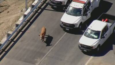 Cow wanders onto 210 Freeway in Lake View Terrace area - fox29.com - Los Angeles - state California - county Lake - city Los Angeles