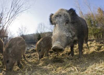 How wild pigs are threatening Canada’s ecosystems and economy - globalnews.ca - Usa - Canada