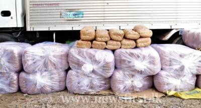 STF apprehends three with 560kg of KG from India - newsfirst.lk - India