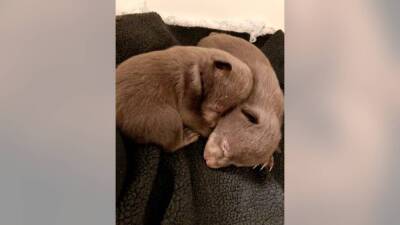 Northern California man pleads guilty to taking 2 baby bears from their den - fox29.com - state California - city Sacramento - county Shasta - county Siskiyou