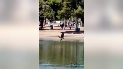 Watch as a young Bald eagle goes fishing in Scottsdale - fox29.com - state Arizona - city Scottsdale, state Arizona