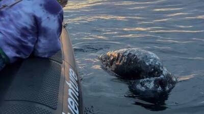 Gray whales give tour group 'most epic' encounter off Southern California coast - fox29.com - state California