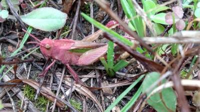 Man finds 'extremely rare' pink grasshopper in Texas - fox29.com - state Ohio - state Texas - county Parker