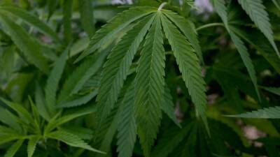 Chuck Grassley - Dianne Feinstein - Senate unanimously passes marijuana research bill - fox29.com - Usa - county Andrew - state Iowa - state Hawaii - state Maine