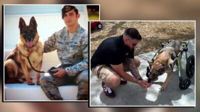 No dog left behind: Retired military K-9 with collapsed spinal cord gets new lease on life - fox29.com - state Florida - county Sarasota - Ukraine
