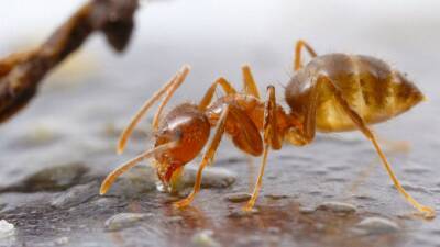 Invasive acid-spewing crazy ants population control possible with fungus, scientists say - fox29.com - Usa - state Florida - state Texas - Austin, state Texas - city Austin, state Texas