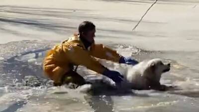 Lake Tahoe - Dog rescued after getting stuck in frozen Colorado pond - fox29.com - state Colorado - county Douglas
