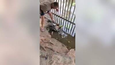 Video shows man saving goose from python's coils - fox29.com - South Africa