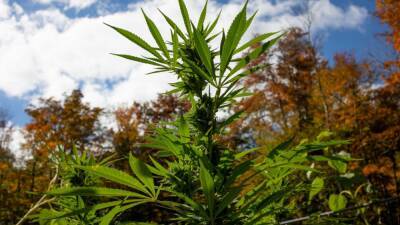 Phil Murphy - Andrew Lichtenstein - New Jersey recreational marijuana sales expected to begin 'within weeks,' report says - fox29.com - New York - state New Jersey