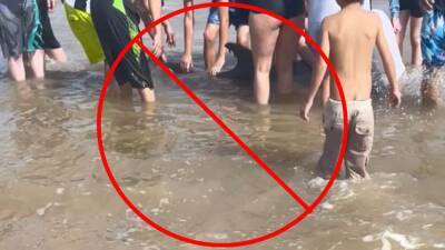 Dolphin dies after reportedly being harassed by Texas beachgoers - fox29.com - state Texas