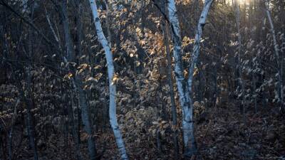 Andrew Lichtenstein - Body of young boy found by mushroom hunter in southern Indiana woods - fox29.com - state Washington - state Indiana