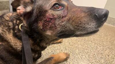 Man allegedly bites, stabs Fairfield police K9 dog - fox29.com - county Solano - county Fairfield