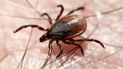 Ticks can sparks extreme allergy with a single bite, health expert says - fox29.com - state Texas