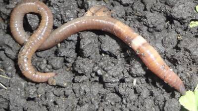 Invasive ‘jumping worms’ spreading across US - fox29.com - New York - Japan - Usa - state Minnesota - state Massachusets - Jersey - state Alabama
