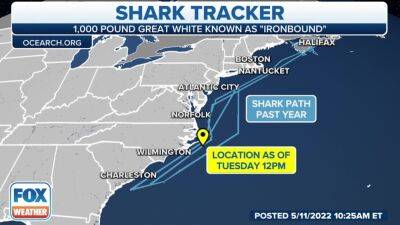 Ironbound: Half ton great white shark tracked off New Jersey coast - fox29.com - state Florida - Canada - state New Jersey - state North Carolina - county Banks - county Atlantic