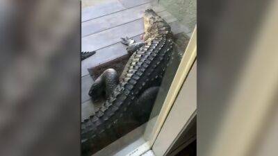 Watch: Massive gator blocks Odessa home's front door - fox29.com - state Florida - county Eagle - city Odessa, state Florida