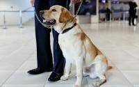 Trained scent dogs detect airline travelers with COVID-19 - cidrap.umn.edu - city Helsinki