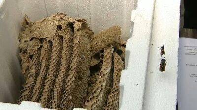 Areas seeing infestation of wasps as temperatures rise - fox29.com - county Bee