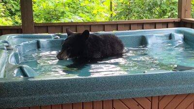 Bear cub takes a dip in a hot tub and the video is adorable - fox29.com - Los Angeles