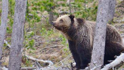 Lake Tahoe - 2 grizzly bears euthanized in small town after getting used to eating human food - fox29.com - county Island - county Park - state Idaho