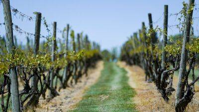 As climate warms, Pennsylvania wines aim to give France a run for their money - fox29.com - France - state Pennsylvania - county Newton - city Newtown, state Pennsylvania