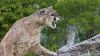 9-year-old girl attacked by a cougar while camping in Stevens County - fox29.com - state Washington - county Stevens