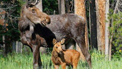 Moose trampled woman to protect her newborn, wildlife officials say - fox29.com - Los Angeles - county Park - county Forest - state Colorado - county Parke